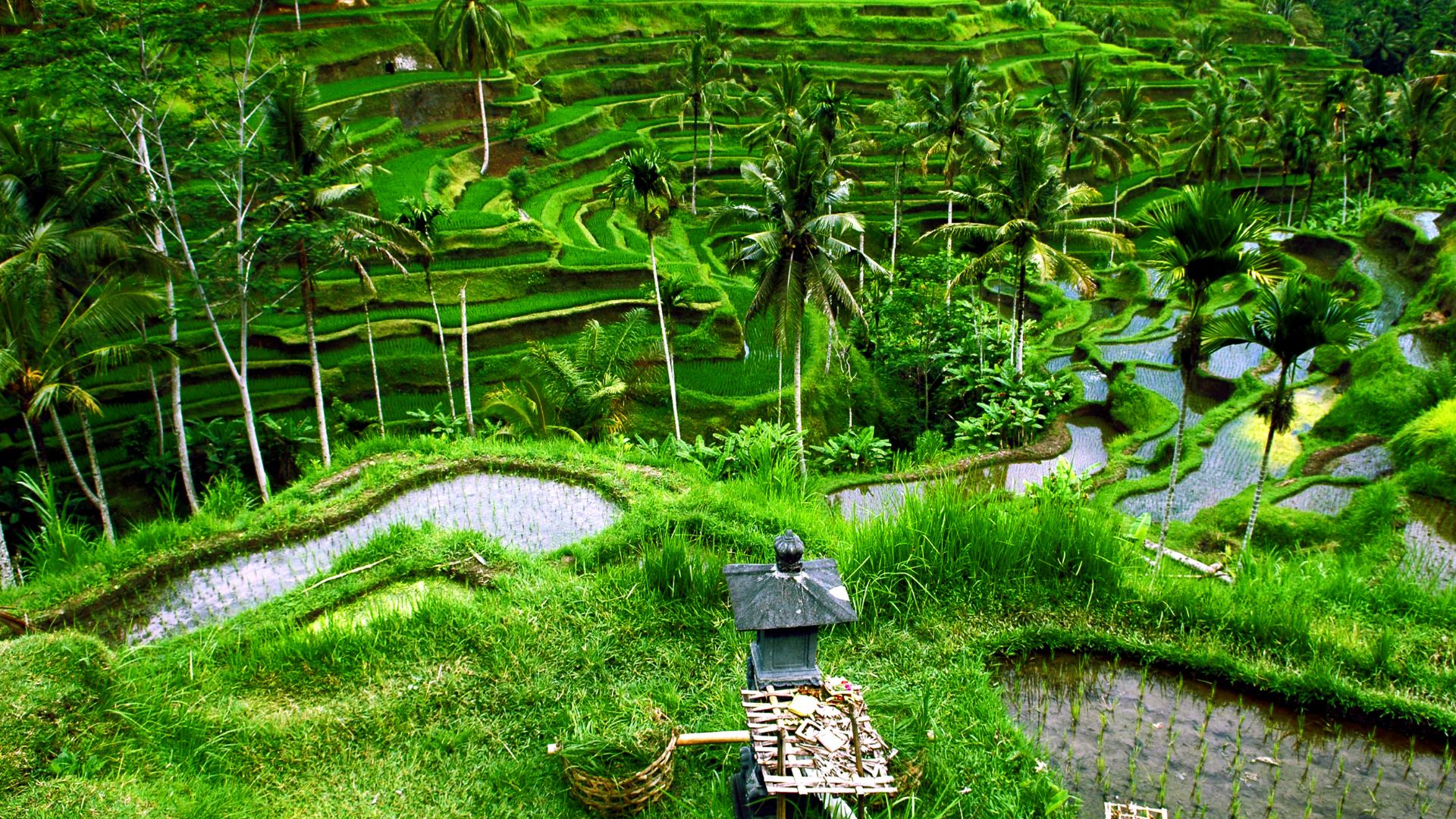 Bali Swing & Jungle Trek